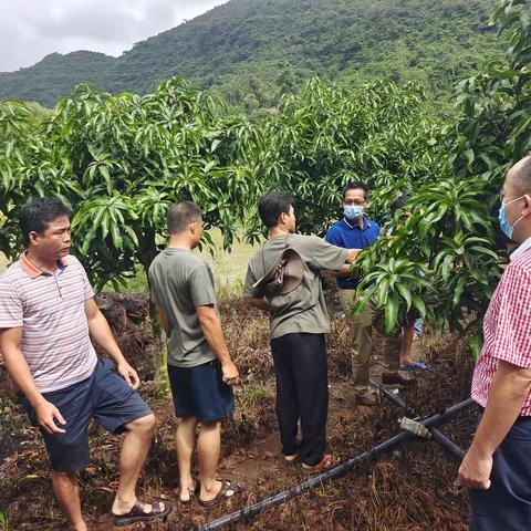 热作中心到吉阳区调查芒果药害暨开展防触电安全宣传