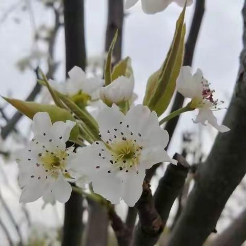 儒林中学七八年级第四周居家学习指导方案