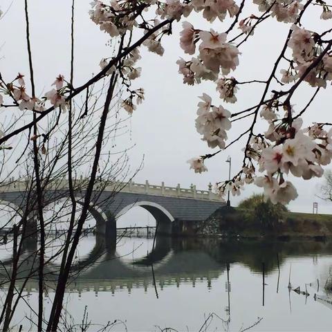 雨中赏樱花别样风情