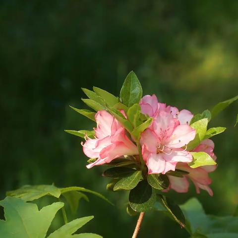 杜鹃花开