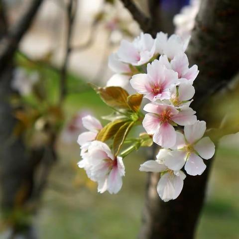 樱花烂漫  满园春色