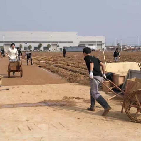 周末部分员工加班  进行森林公园玉米地排水
