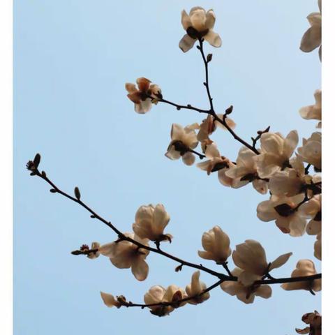 【赏花节】我和我的任城实小