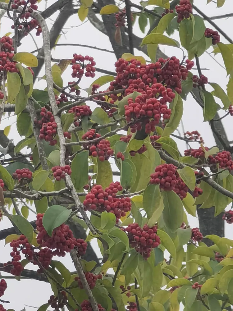 万紫千红树迎开年