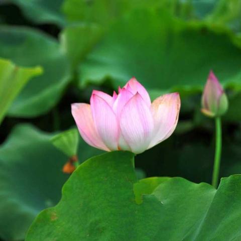 安庄镇中心小学2018年暑假假前工作会议