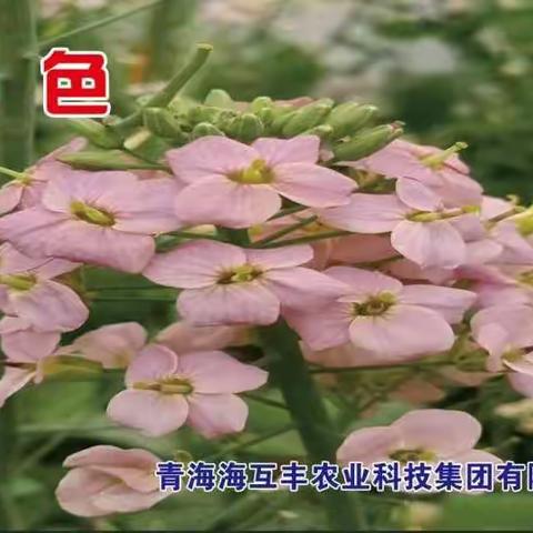 五彩缤纷的彩色油菜花