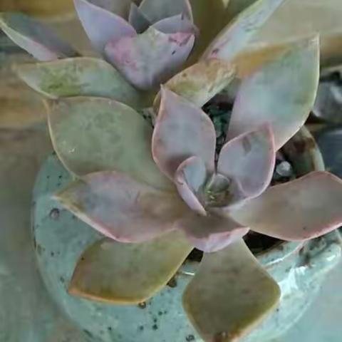 我为密桃代言，同为临盘点赞！