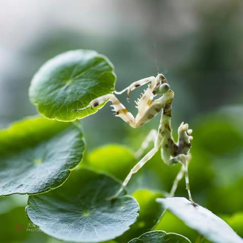 刀 螂 来 了