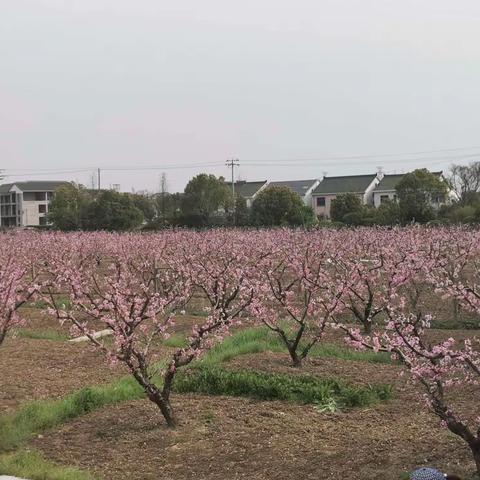 【高塍幼儿园】4月20日“停课不停学，家中快乐玩” 高塍镇中心幼儿园小班