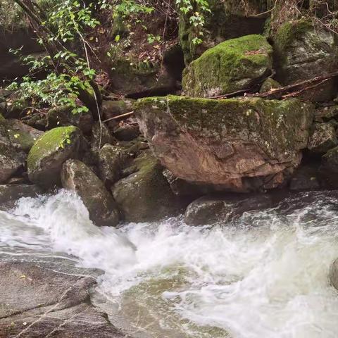 寻游木王（二）