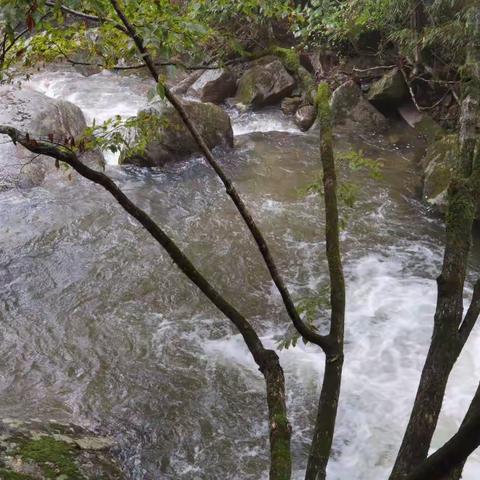 寻游木王（一）