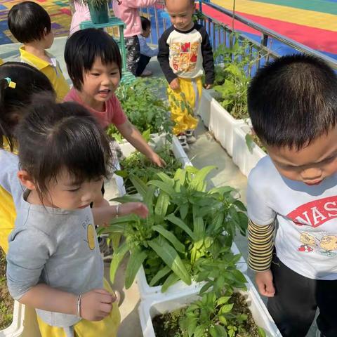 《幼儿园里找春天》春天在哪里？春天在小朋友们的眼睛里，手工植物标本，留住春天美好的记忆。😄