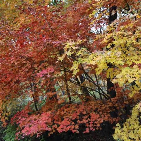 东北赏秋（五）