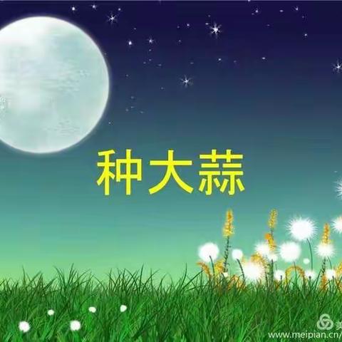 “蒜”你可爱----友谊幼儿园小班种植大蒜活动