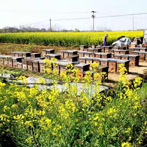 逐花人的蜜意生活