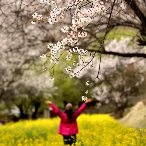 藏地桃花更妖艳—西藏林芝桃花节