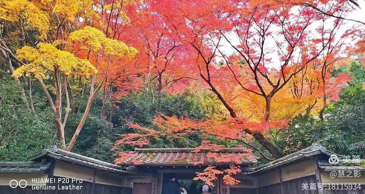 今日日本红叶樱花价格