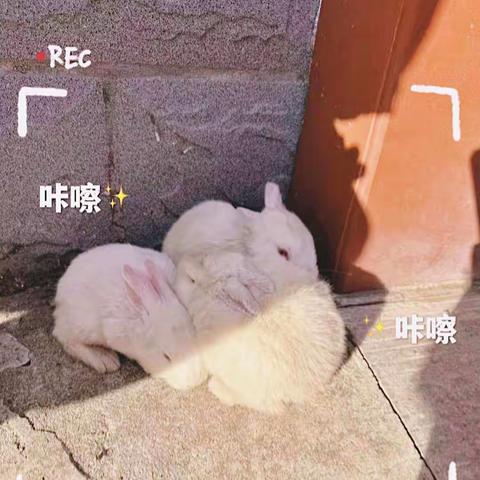 我的新宠（作者：李沐栩）