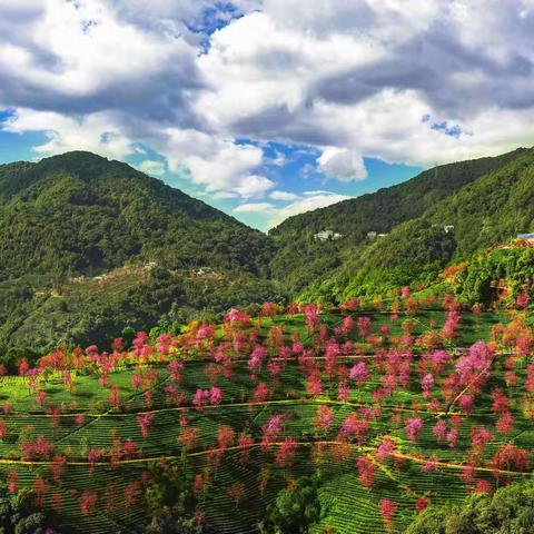 🌸悸动的精灵🌸