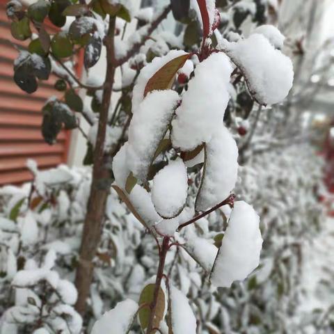 沐浴暖阳，邂逅冬雪——昌邑市二实小幼儿园中四班“探雪”主题活动