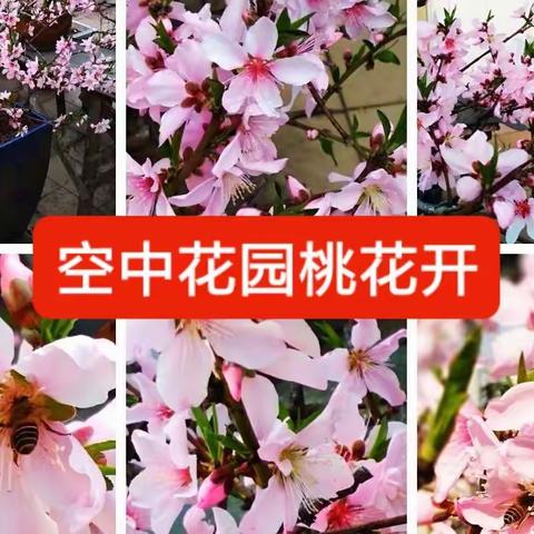 2021年空中花园掠影（上）