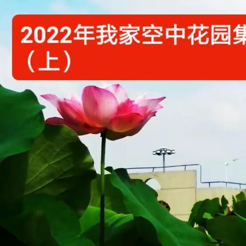 2022年我家高空花园集锦（上）