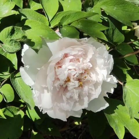 玉渊潭各色花儿春光绽放