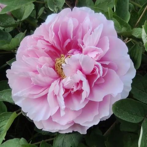 景山公园的牡丹花开富贵