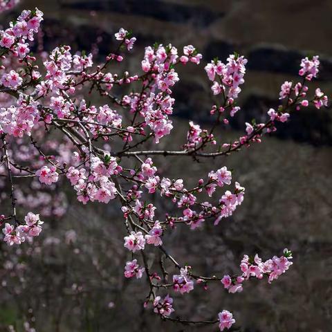 又见桃花红