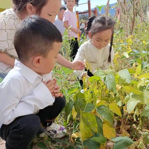 大三班种植区秋季丰收瞬间