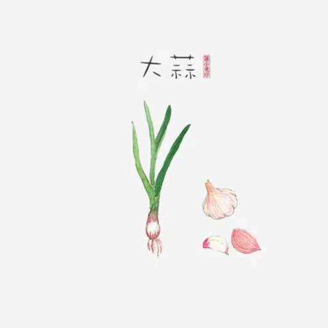 鲸鱼班班本课程——《蒜你聪明》