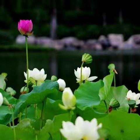 木塔寺公园荷花开