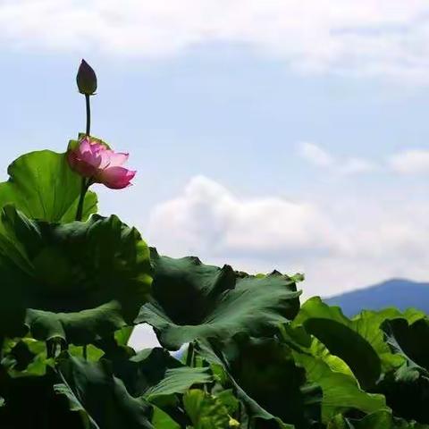 “长安小江南”魅力清水头