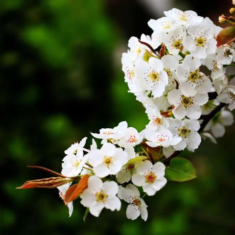 【莒县特校诵读社团】春花课程之《梨花》