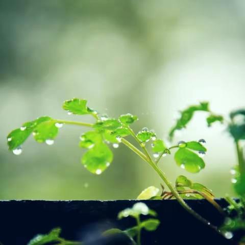 【莒县特校诵读社团】夏雨课程之《下雨》