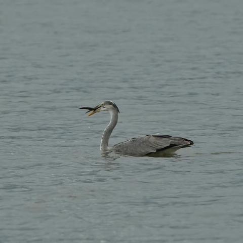 苍鹭水里捉泥鳅水面舞芭蕾