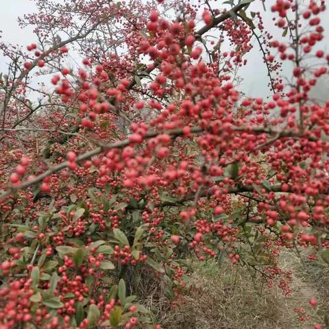 游石柱土家族自治县2018年12月11日