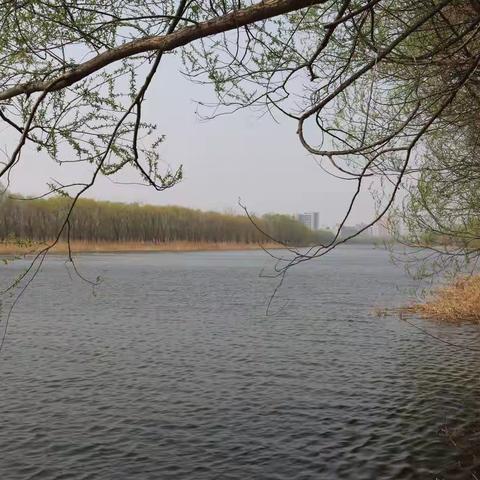 清明节前夕，四月四号李铁带领其亲戚家人在武清区八孔闸附近农家院进行踏青烧烤。
