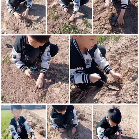“   劳动 伴我行、教育净心灵”-北马路小学一年级五班劳动实践活动