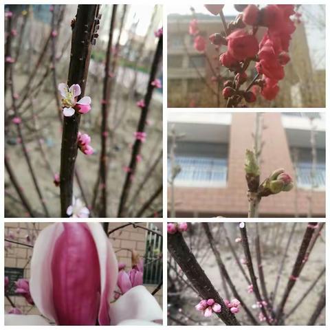 春花满校园 莫负好时光——阳春三月乐园小学校园美景掠影