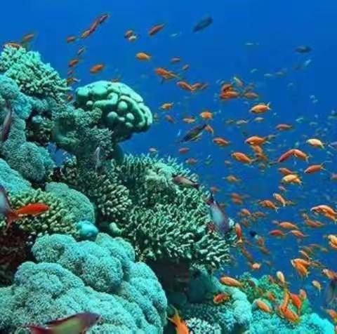 “宅”家抗疫，梅幼在行动中一班——鱼丸怎么来的？（二）