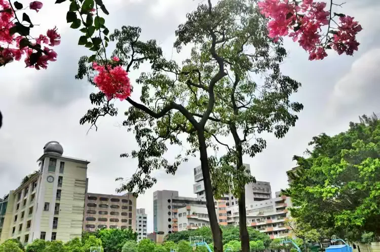 我的高中母校——佛山市第四中学