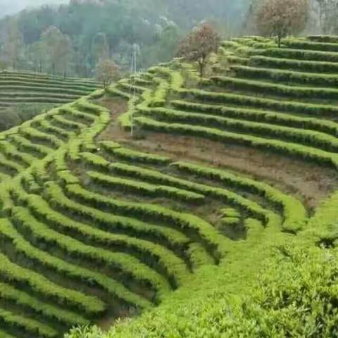 罗坪学生劳动实践——采茶