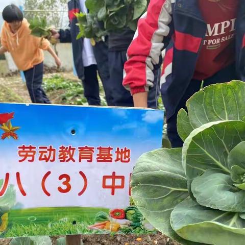 83“壮壮菜园”劳动教育基地建设