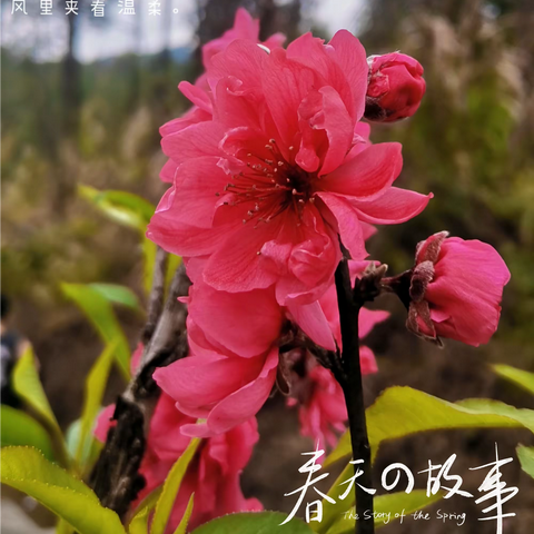 后山公园的梅花开了