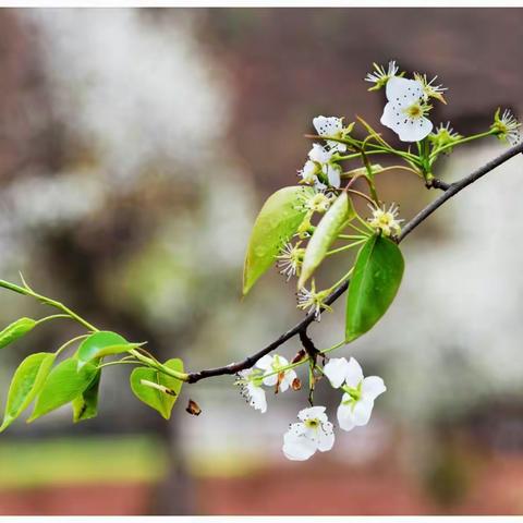 剑川桑岭梨花盛开，枝摇花颤