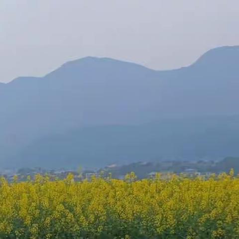 “亲近自然，拥抱春天，赏油菜花开”七彩光幼儿园春游活动