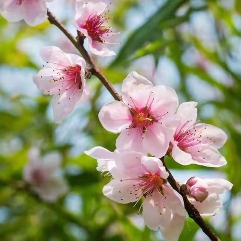 🌷你好，春天🌷