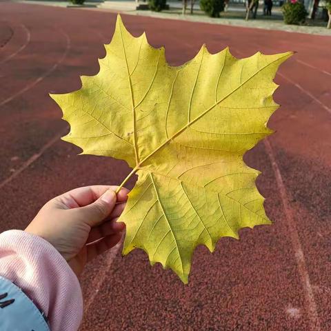 行万里路，读万卷书——文苑小学三年级三班《一叶知秋》课外实践活动纪实