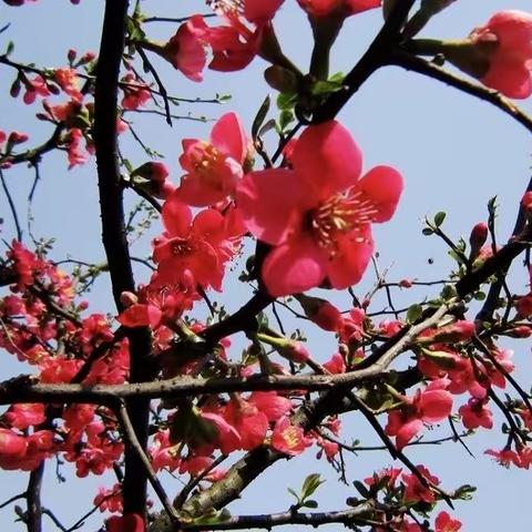 沙头村幼儿园小班美术晚托班——《梅花》